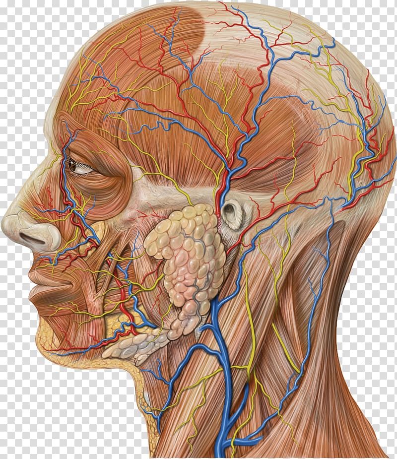 Maxillary artery Maxillary veins Superficial temporal vein Retromandibular vein, anatomy transparent background PNG clipart