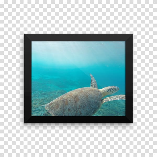 Marine mammal Marine biology Underwater Ocean, others transparent background PNG clipart