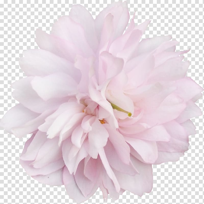 Peony Pink M Cut flowers Petal RTV Pink, peony transparent background PNG clipart