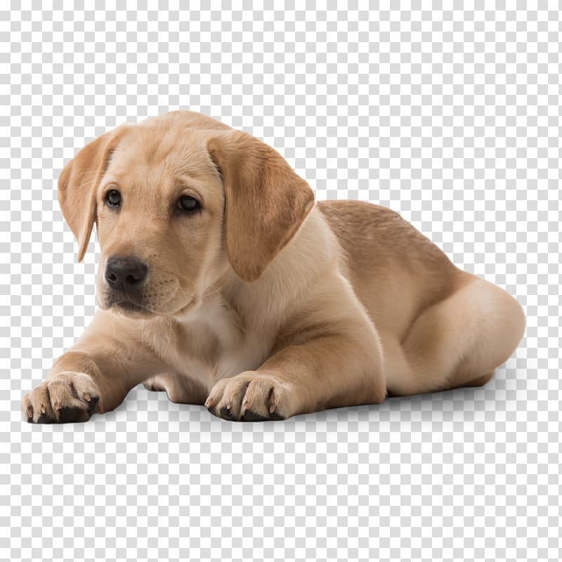 Labrador Retriever Puppy Dog breed Beagle Rottweiler, puppy transparent background PNG clipart
