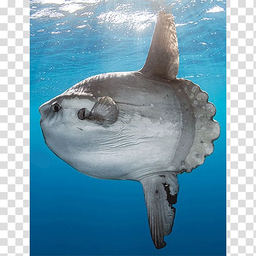Shark Ocean sunfish Bony fishes Sea lion, shark transparent background PNG clipart