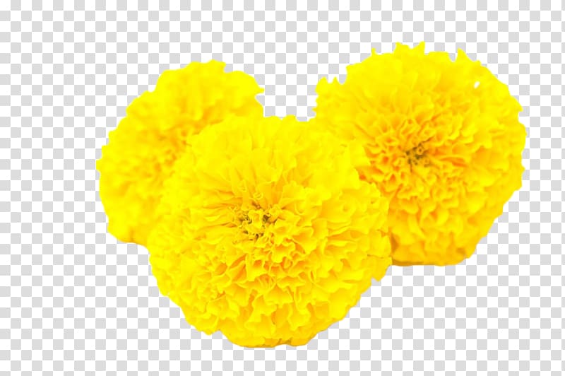 yellow flowers illustration, Calendula officinalis Mexican marigold Flower Yellow Toran, Yellow marigold transparent background PNG clipart