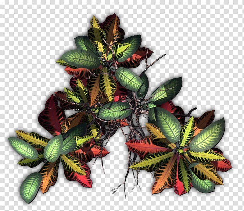 Plant Tree Tropics Jungle, tropical transparent background PNG clipart