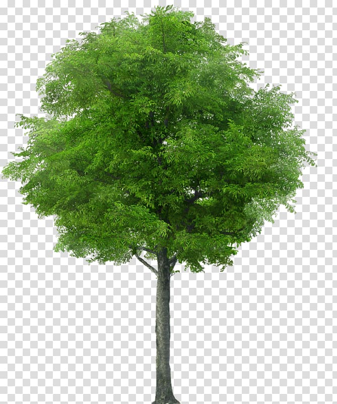 Tree Shrub, tree transparent background PNG clipart | HiClipart