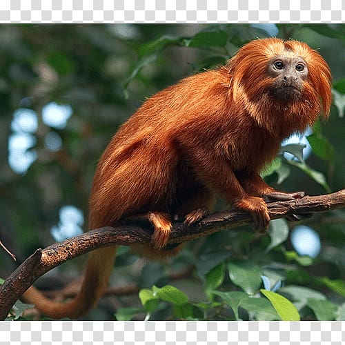 Macaque Golden lion tamarin New World monkeys Primate, monkey transparent background PNG clipart