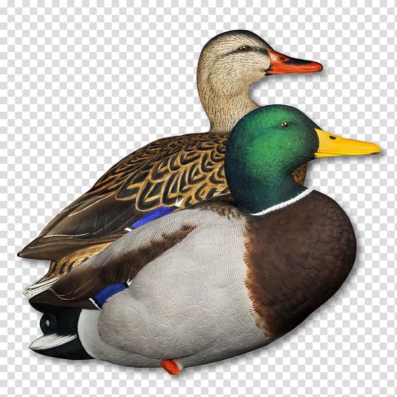 Mallard Seaducks Decoy Hunting, duck transparent background PNG clipart