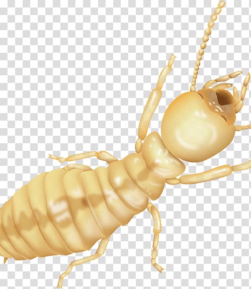 Termite Fumigation Sentricon Pest Control Hawaii, others transparent background PNG clipart