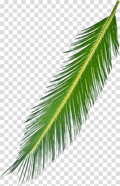 Asian palmyra palm Arecaceae Palm branch Leaf Subtropics, Background Tree transparent background PNG clipart