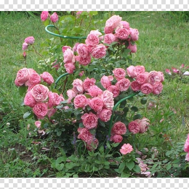 Garden roses Floribunda Cabbage rose China rose French rose, Floribunda transparent background PNG clipart