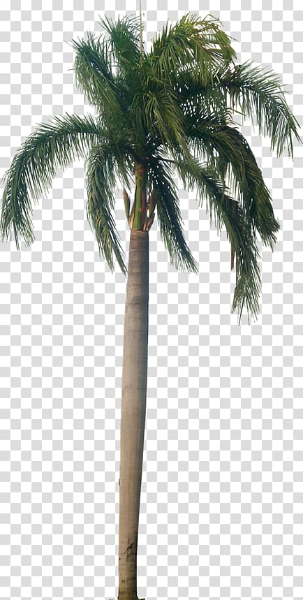 Asian palmyra palm Roystonea regia Arecaceae Tree Plant, coconat tree transparent background PNG clipart