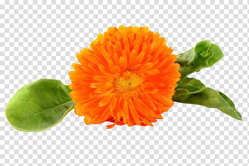 The Bhagvadgita The nature cure Thought, Orange marigold transparent background PNG clipart