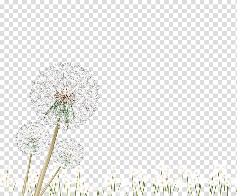 Petal Pattern, White dandelion transparent background PNG clipart