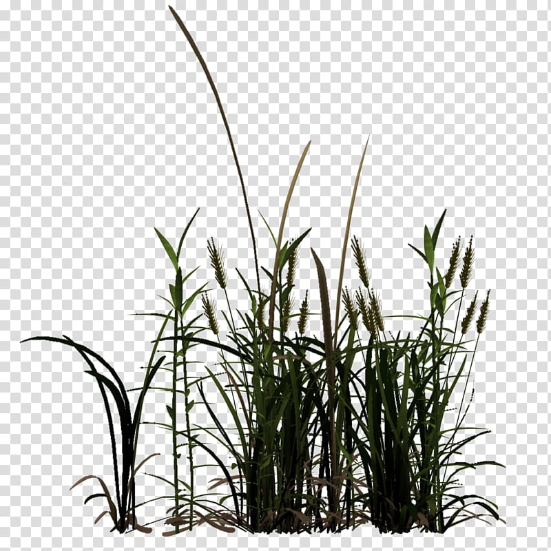 Commodity Tree Phragmites Plant stem, tree transparent background PNG clipart