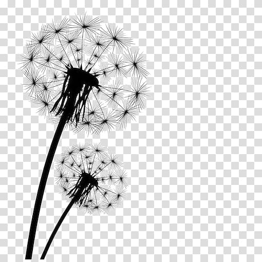 two white dandelions illustration, Dandelion , Black dandelion transparent background PNG clipart