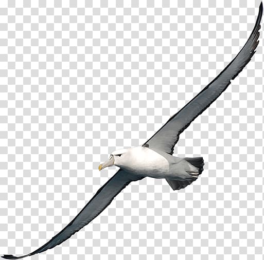 Albatross Bird , Albatross transparent background PNG clipart
