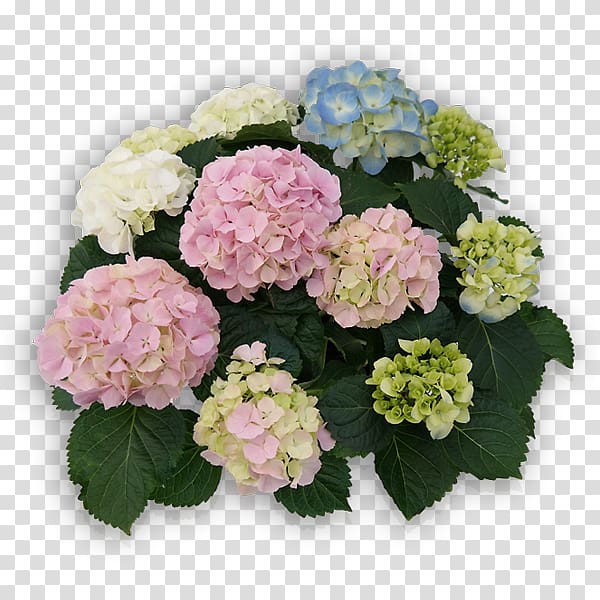 French hydrangea Panicled hydrangea Cut flowers Plant, hortensia transparent background PNG clipart