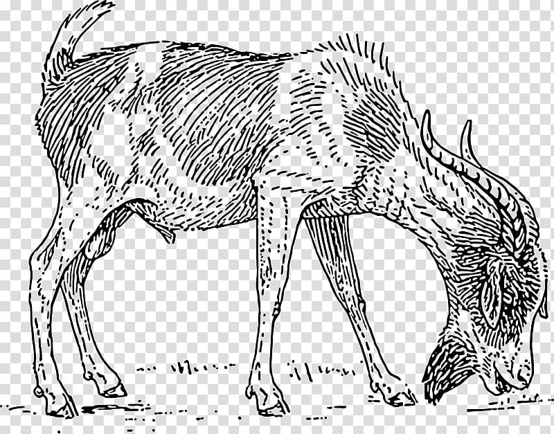 Anglo-Nubian goat Boer goat Pygmy goat Black Bengal goat Drawing, goat eat transparent background PNG clipart