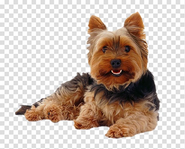 Yorkshire Terrier Morkie Puppy Cairn Terrier Yorkipoo, puppy transparent background PNG clipart