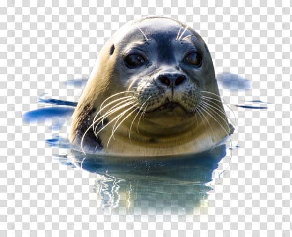 Earless seal Natureland Seal Sanctuary, Seal ocean transparent background PNG clipart