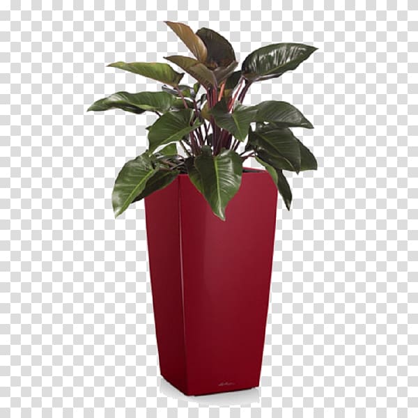 Philodendron erubescens Philodendron xanadu Houseplant Tree philodendron Swiss cheese plant, plants transparent background PNG clipart