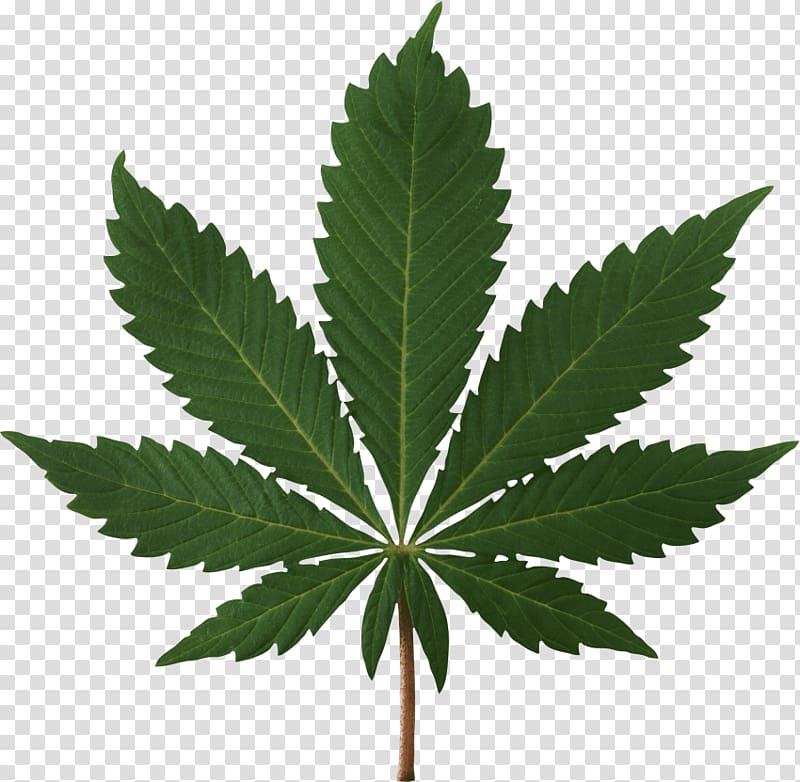 Cannabis sativa Medical cannabis Portable Network Graphics Cannabis ...