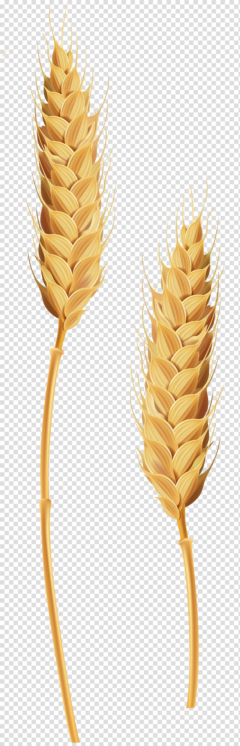 Wheatgrass Common wheat Wheat yellow rust Ear , golden wheat transparent background PNG clipart