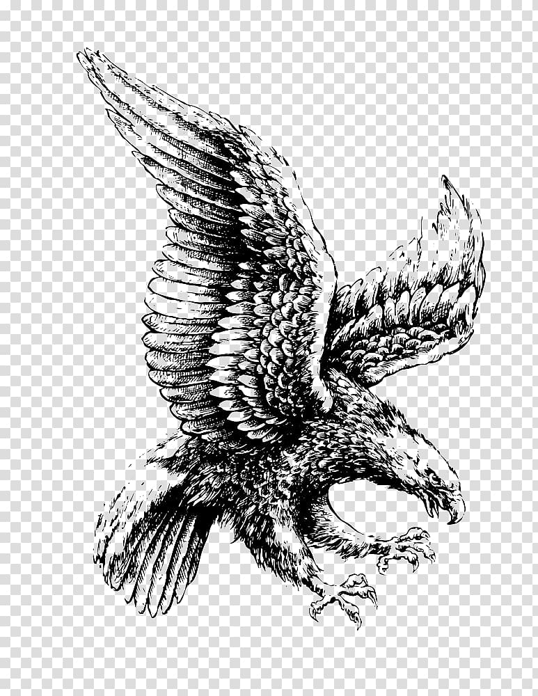 eagle , Bald Eagle Drawing Illustration, Flying eagle transparent background PNG clipart