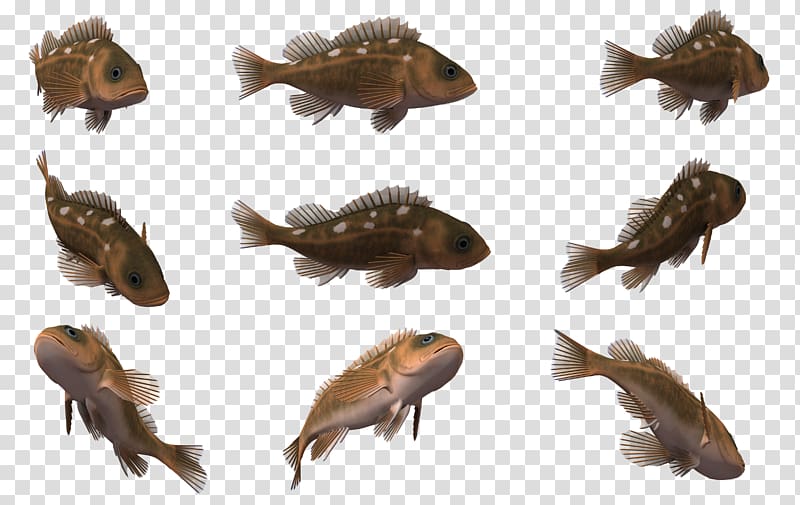 Fish Animal , 3d cartoon transparent background PNG clipart