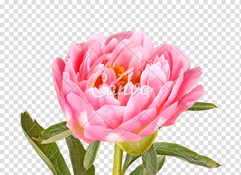 Peony Paeonia lactiflora Flower Leaf, maa transparent background PNG clipart