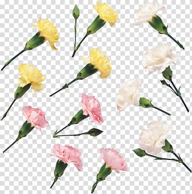 Floral design Carnation Flower , flower transparent background PNG clipart