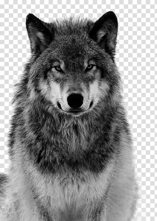 grey wolf free pull material transparent background PNG clipart