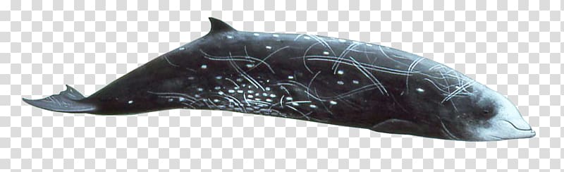 Dolphin Cetaceans Cuvier\'s beaked whale Blue whale, Risso\'s Dolphin transparent background PNG clipart
