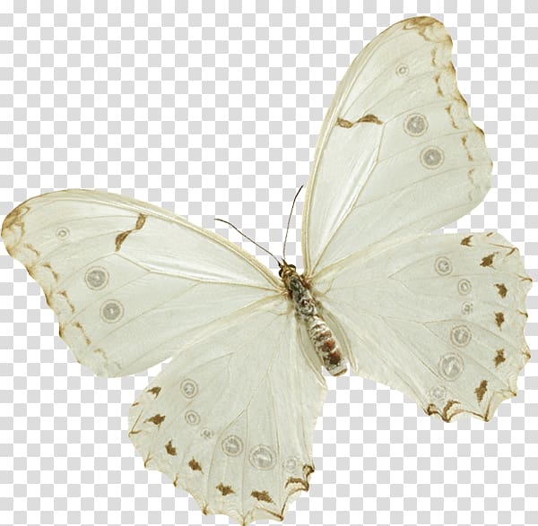 Butterfly Insect , Papillon transparent background PNG clipart