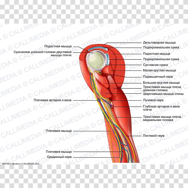 Thumb Shoulder Nerve Muscle Blood vessel, arm transparent background PNG clipart