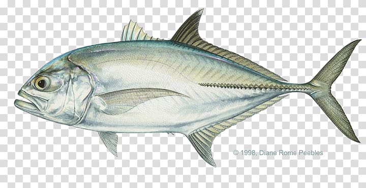 Giant trevally Pacific crevalle jack Bigeye trevally Bluefin trevally, Giant Trevally transparent background PNG clipart