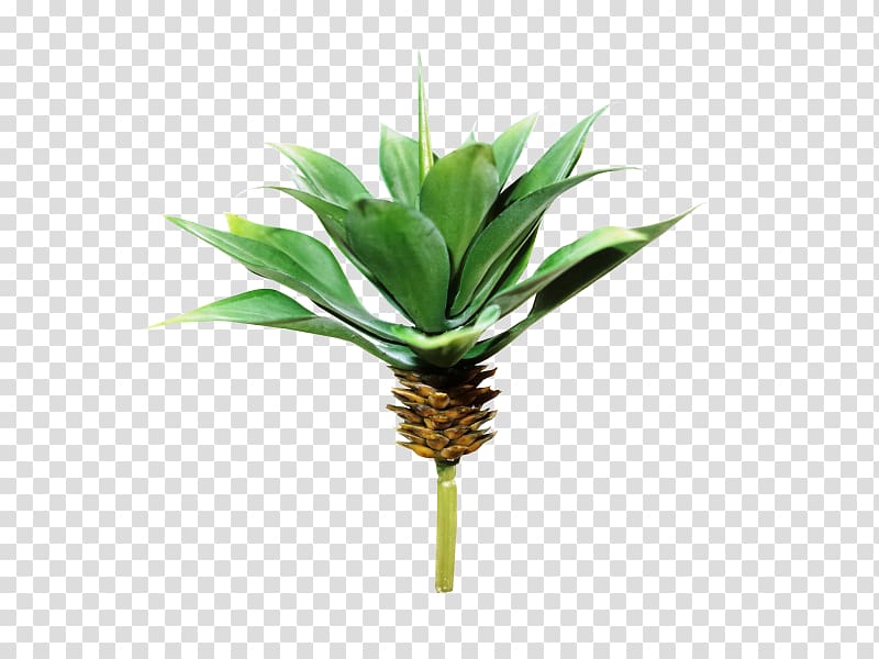 Plant Tree Agave Arecaceae Artificial flower, suculent transparent background PNG clipart