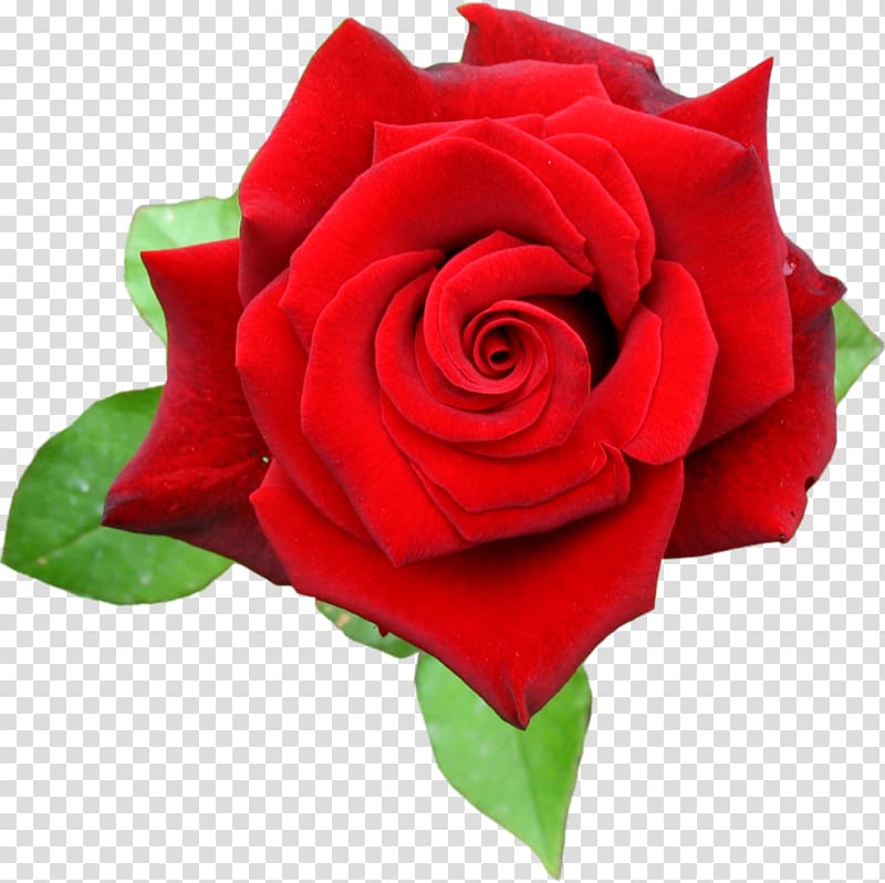 Rose Red , rose transparent background PNG clipart