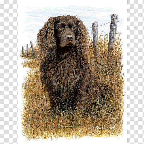 Field Spaniel Boykin Spaniel American Water Spaniel American Cocker Spaniel Irish Water Spaniel, others transparent background PNG clipart