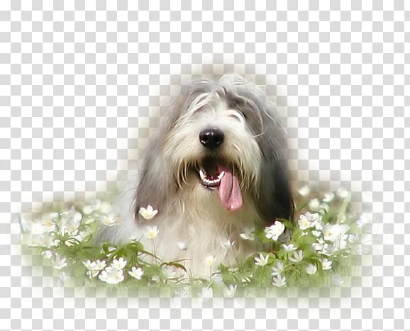 Bearded Collie Old English Sheepdog Tibetan Terrier Polish Lowland Sheepdog Dog breed, others transparent background PNG clipart