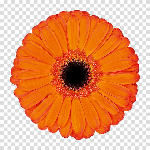 Kwekerij De Zuidplas Transvaal daisy Cut flowers Floristry, applause transparent background PNG clipart