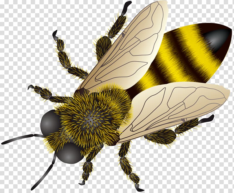 European dark bee Insect , insects transparent background PNG clipart