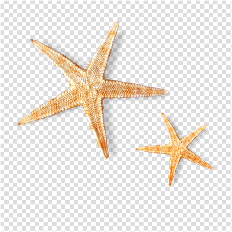 two yellow-and-beige star fish, Fuyue Sea View B&B u5bccu6085u6c11u5bbf Starfish Bed and breakfast Europe, starfish transparent background PNG clipart