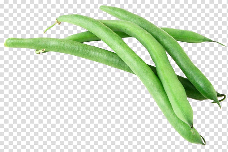 Green bean transparent background PNG clipart