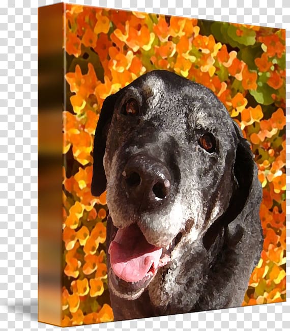 Labrador Retriever Plott Hound Dog breed Sporting Group, Labrador Dog transparent background PNG clipart
