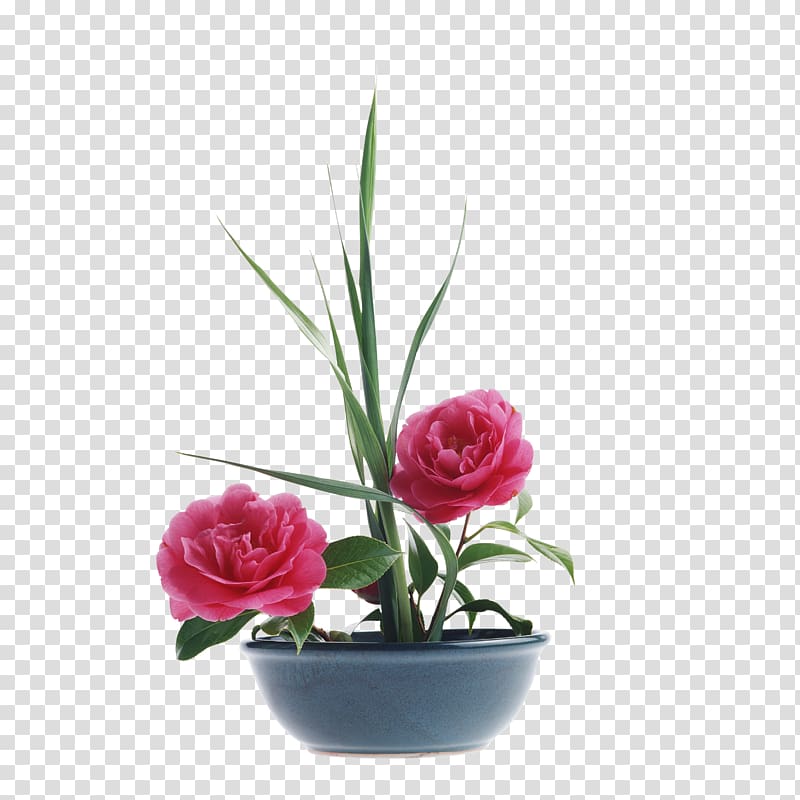 Peony Paeonia lactiflora Flower bouquet , peony transparent background PNG clipart