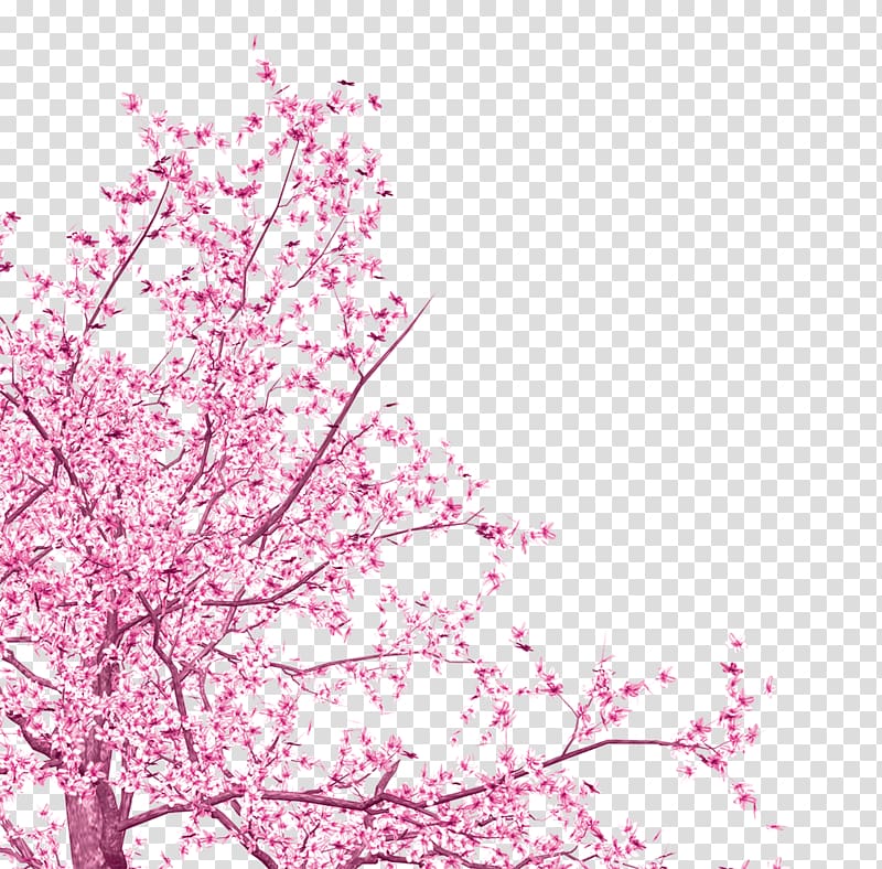 Cherry blossom Cherries Portable Network Graphics , cherry blossom transparent background PNG clipart