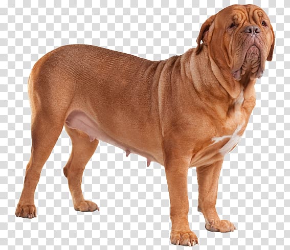 Dog breed Dogue de Bordeaux Old English Bulldog Bullmastiff Tosa, others transparent background PNG clipart