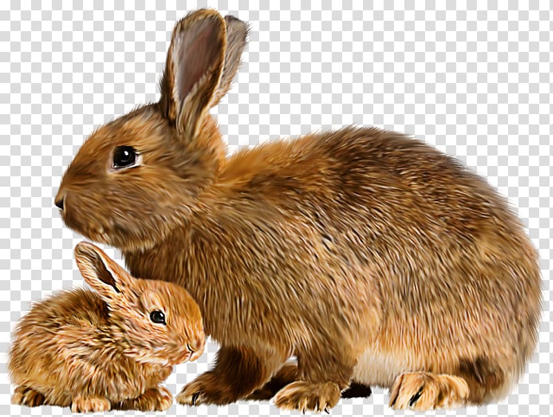 Hare Mother Rabbit Baby Bunnies Flemish Giant rabbit, cute animals transparent background PNG clipart