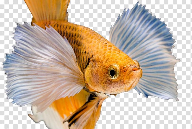 Paper Fish Desktop metaphor Bladzijde , Yellow Fish transparent background PNG clipart