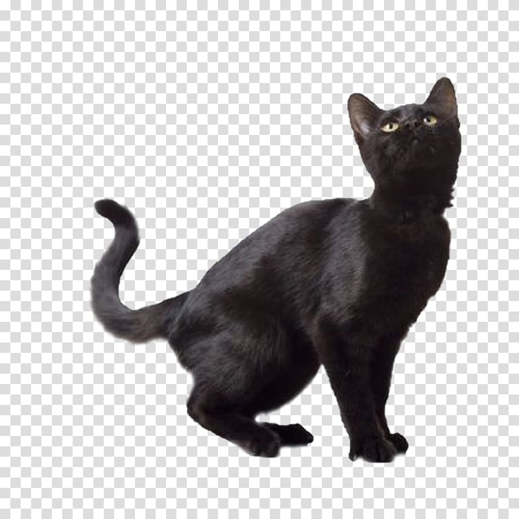 Norwegian Forest cat Kitten Black cat, Bombay Cat transparent background PNG clipart
